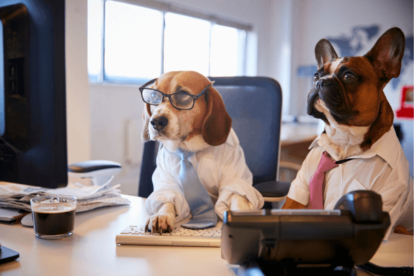 Two dogs dressed up and looking into their requirements for boarding in billings mt.