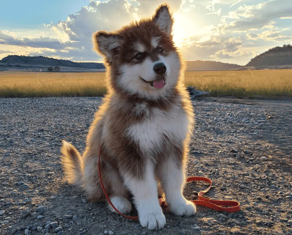 Misha the Montana Dog and Caring Hands Vet Dog