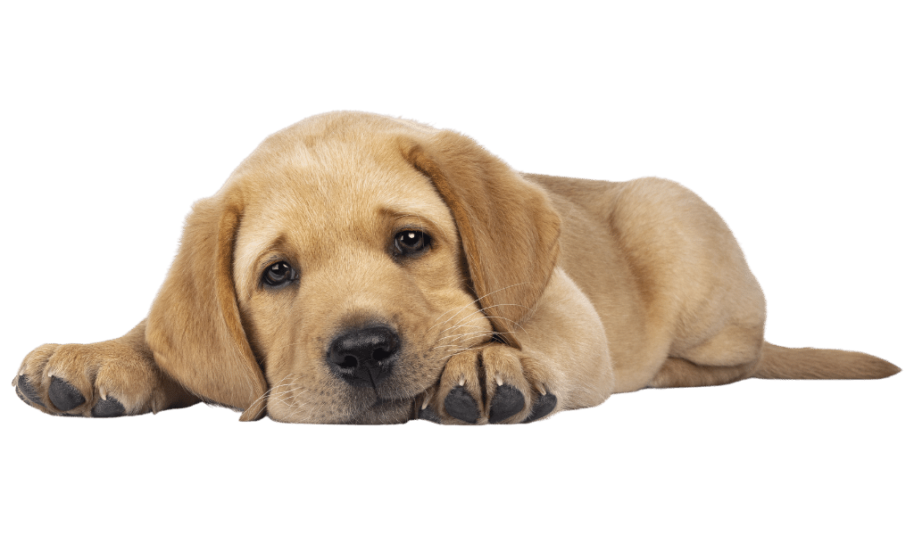 montana puppy recovering from surgery