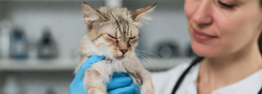 A cat with frostbite is being treated by a vet