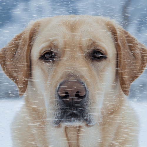 Yellow Labrador Dog outside in the cold winds.