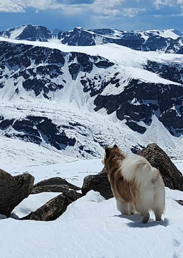 A malamute winter hiking in Montanas Beartooth Mountains. Photo by Ryan J Barr