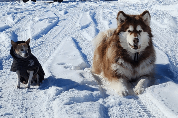terrier-and-malamute-mt-snow