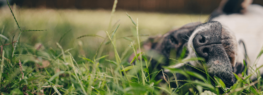 happy dog rolling in grass
