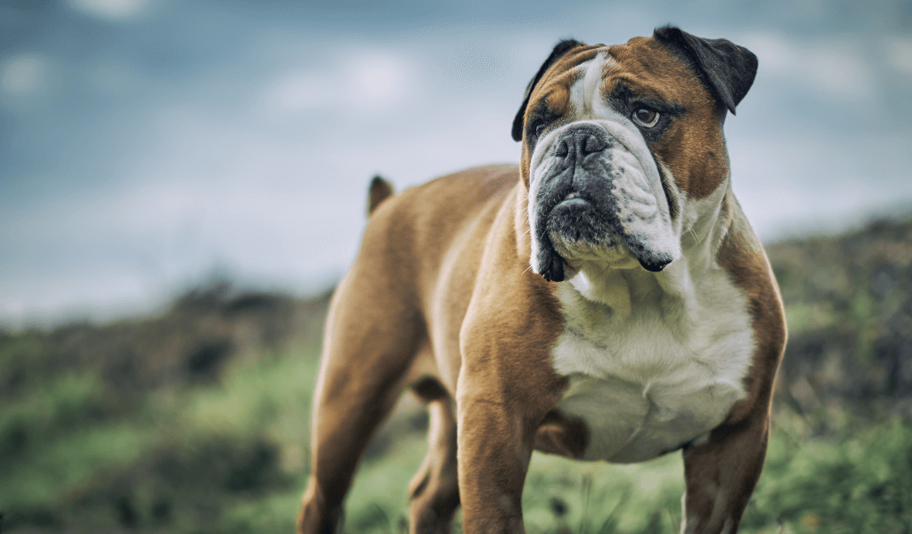 a Mt Bulldog