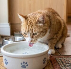 cat drinking water e1782207121840