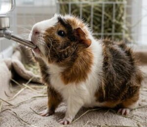 a thirsty guinea pig drinking water