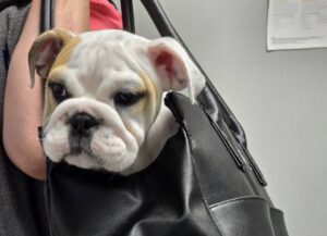 purse pup scaled e1782206271845