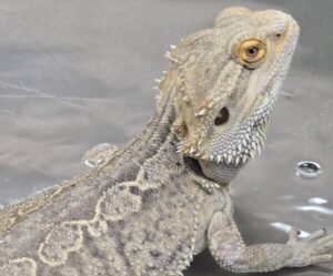 reptile scaled e1782205721554